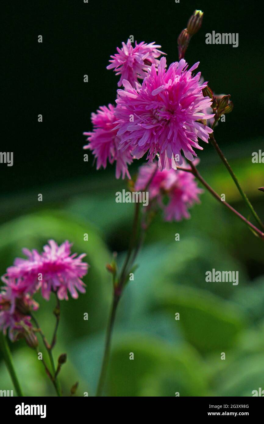 Lychnis flos cucuculi Foto Stock