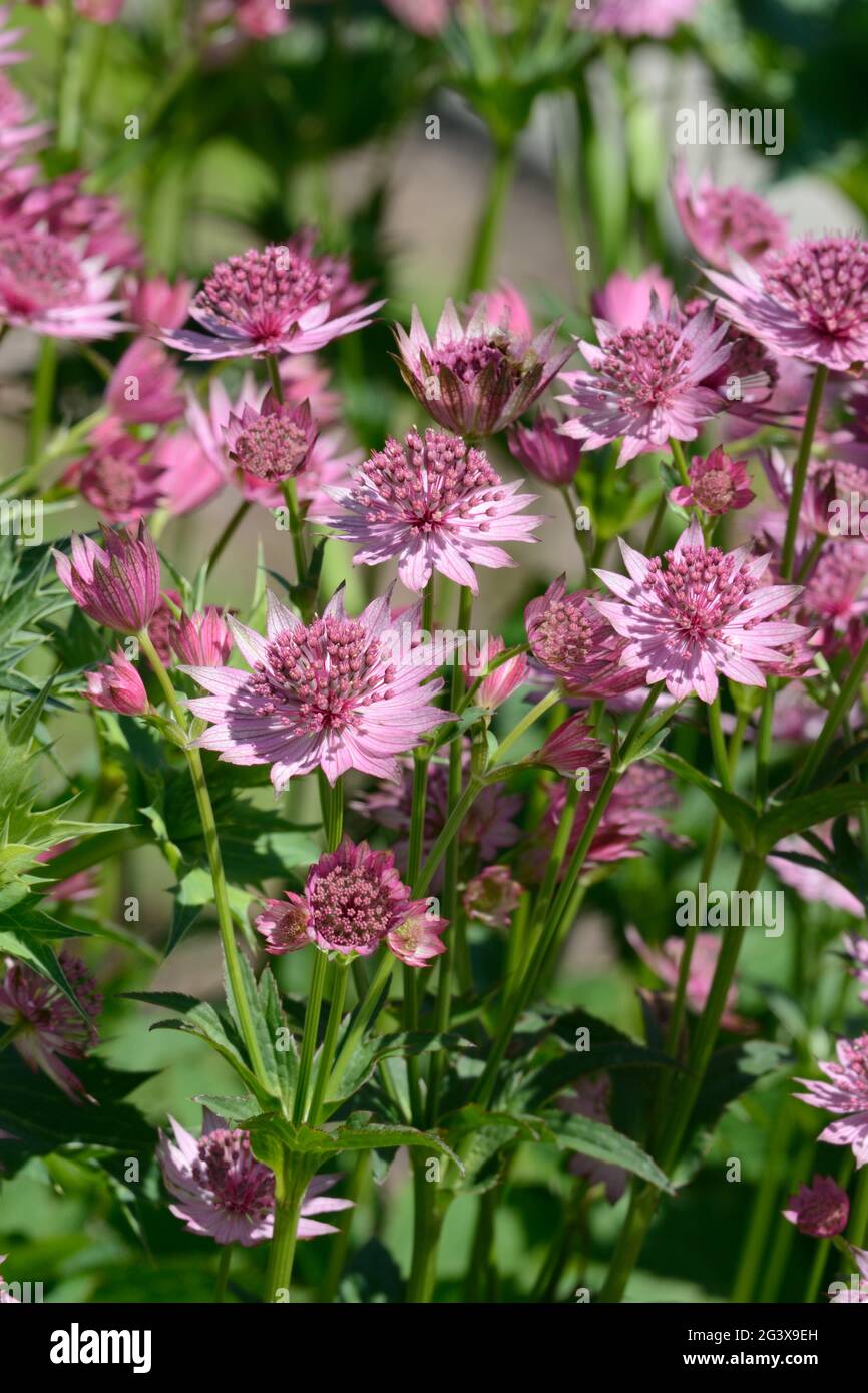 Astrantia Major Roma o magistrwort rotolamenti compatti di minuscoli fiori rosa circondati da una rosetta Foto Stock