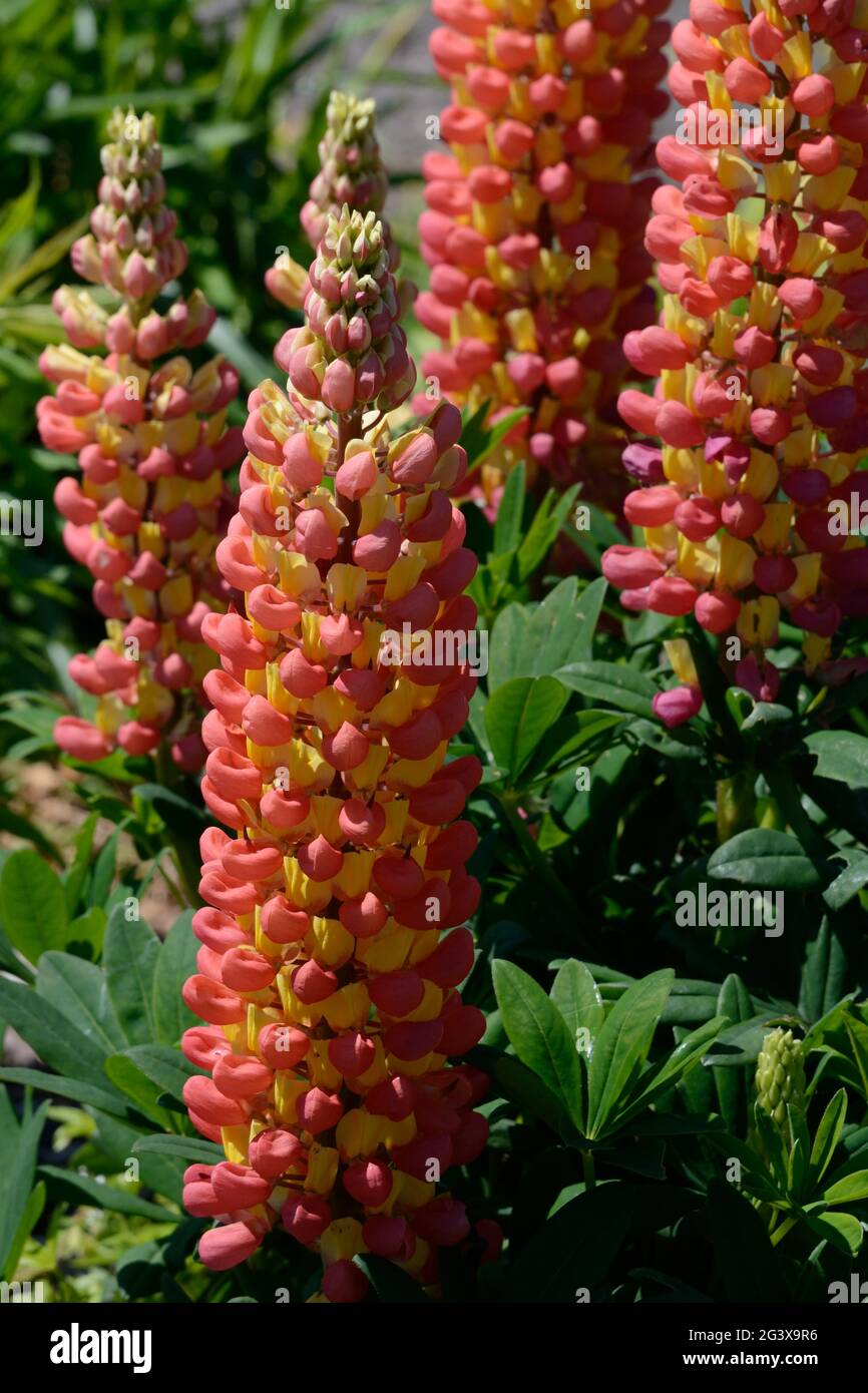 Lupin Gladiator grandi punte di fiori vivaci arancioni e gialli Lupin Gladiator Foto Stock