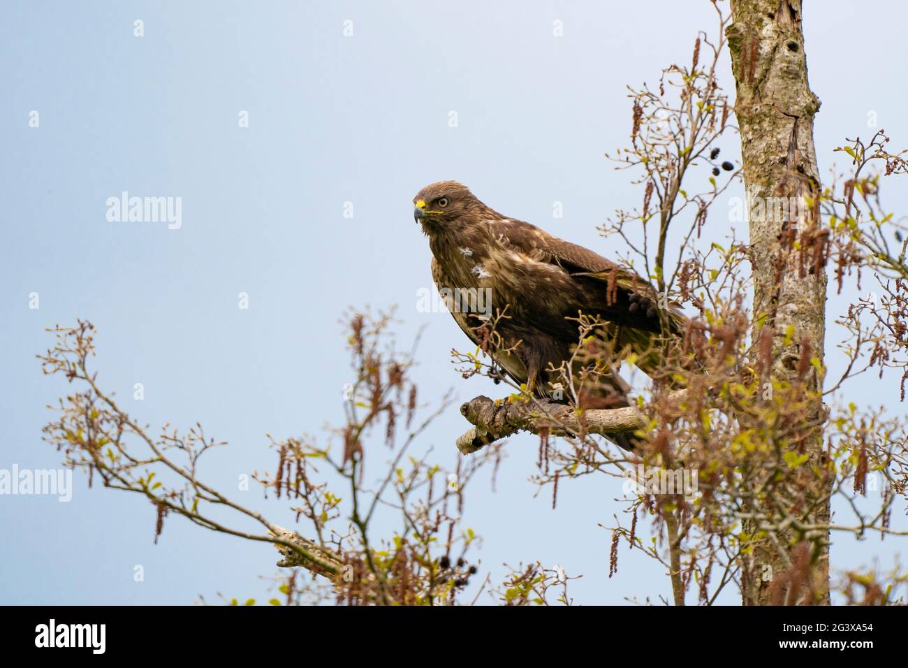 Impressionante buzzard, buteo buteo, appena atterrato su un ramo in primavera con spazio di copia. L'uccello dominante di preda sta osservando su un ramo. Sfumato Foto Stock