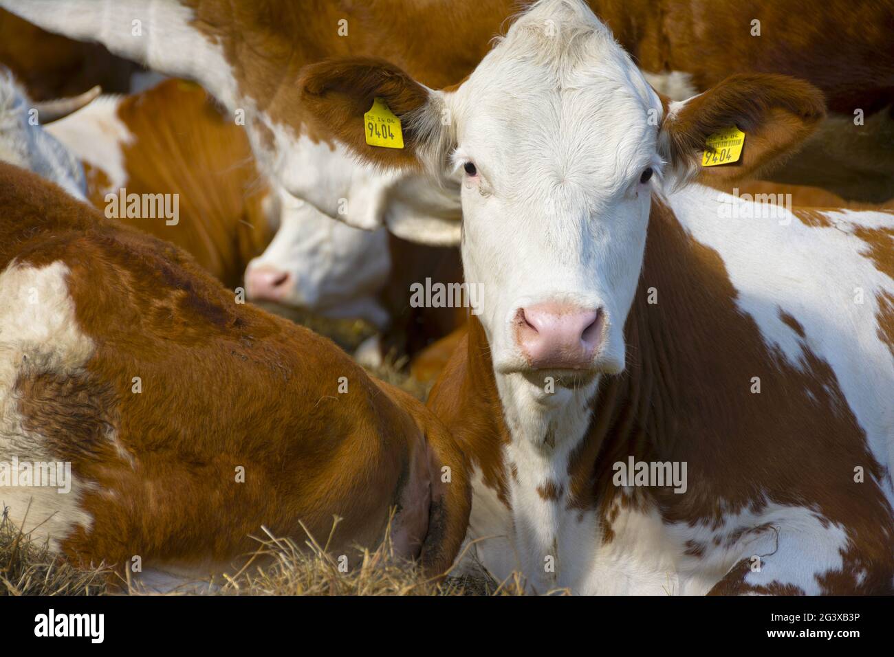 Allevamento di bovini Foto Stock