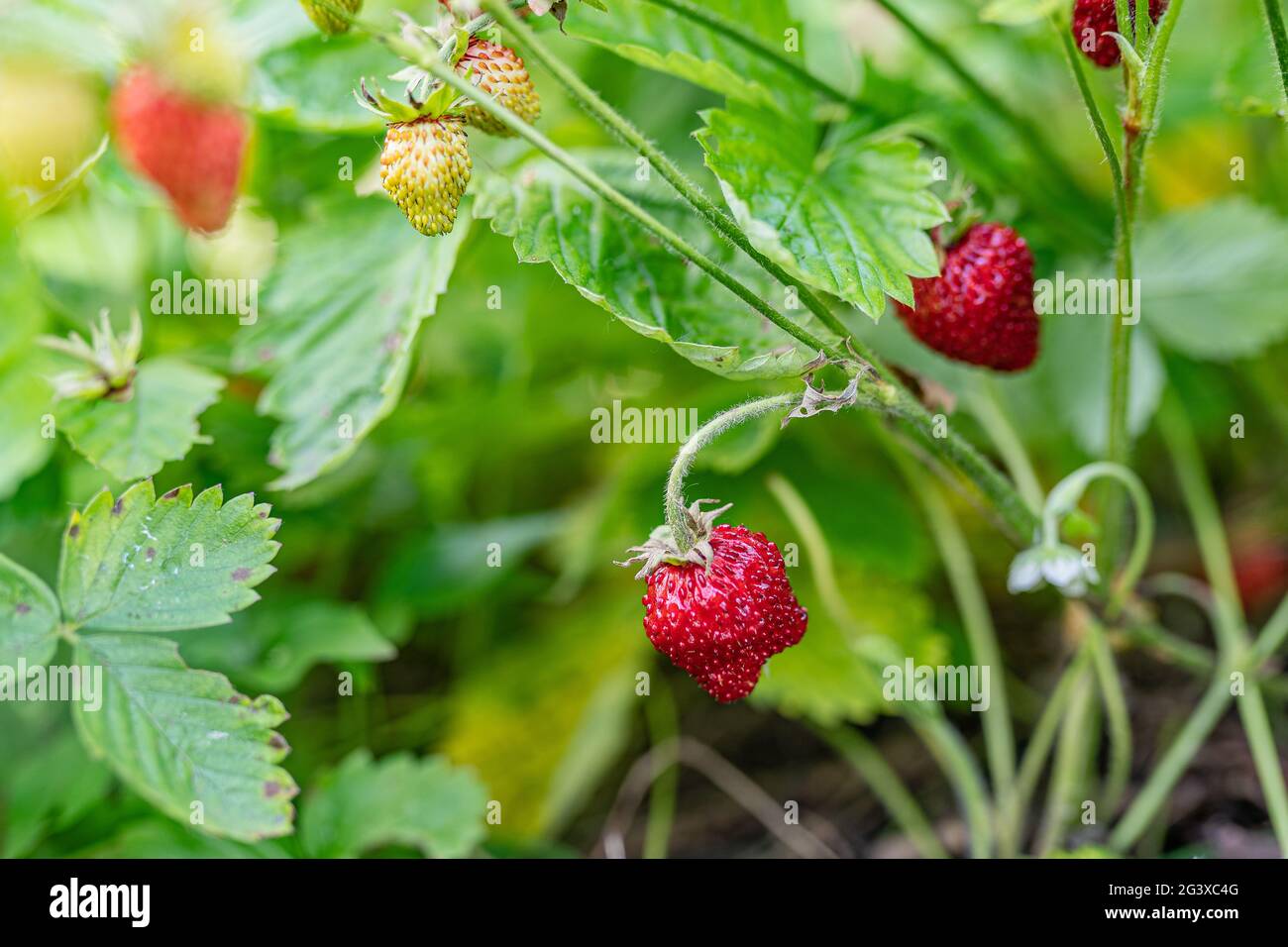 Fragola selvatica nell'erba Foto Stock