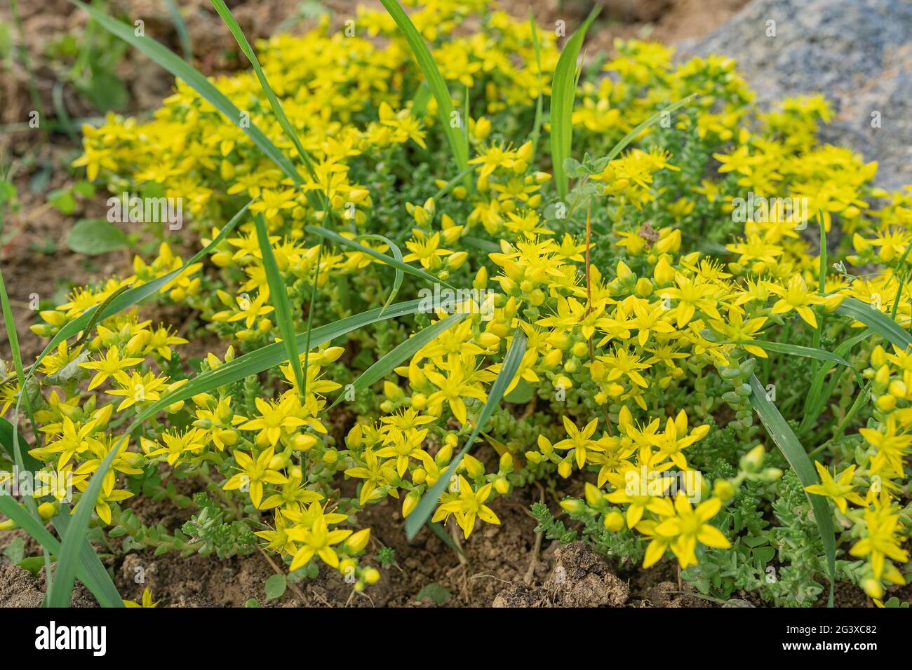 Sedum sedum stelle in smeraldo Foto Stock