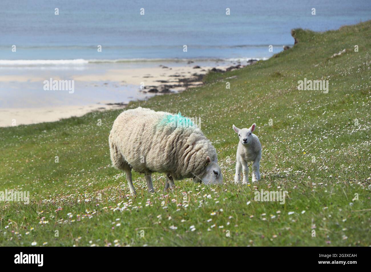 Madre e agnello su Machair Grassland, costa nord-occidentale della Scozia, Regno Unito Foto Stock