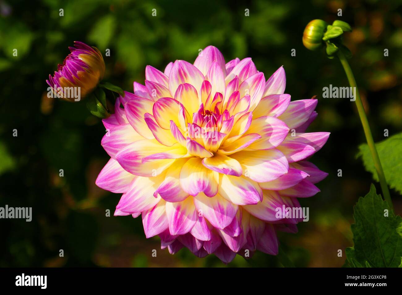 Giglio d'acqua dahlia, Rundale Foto Stock