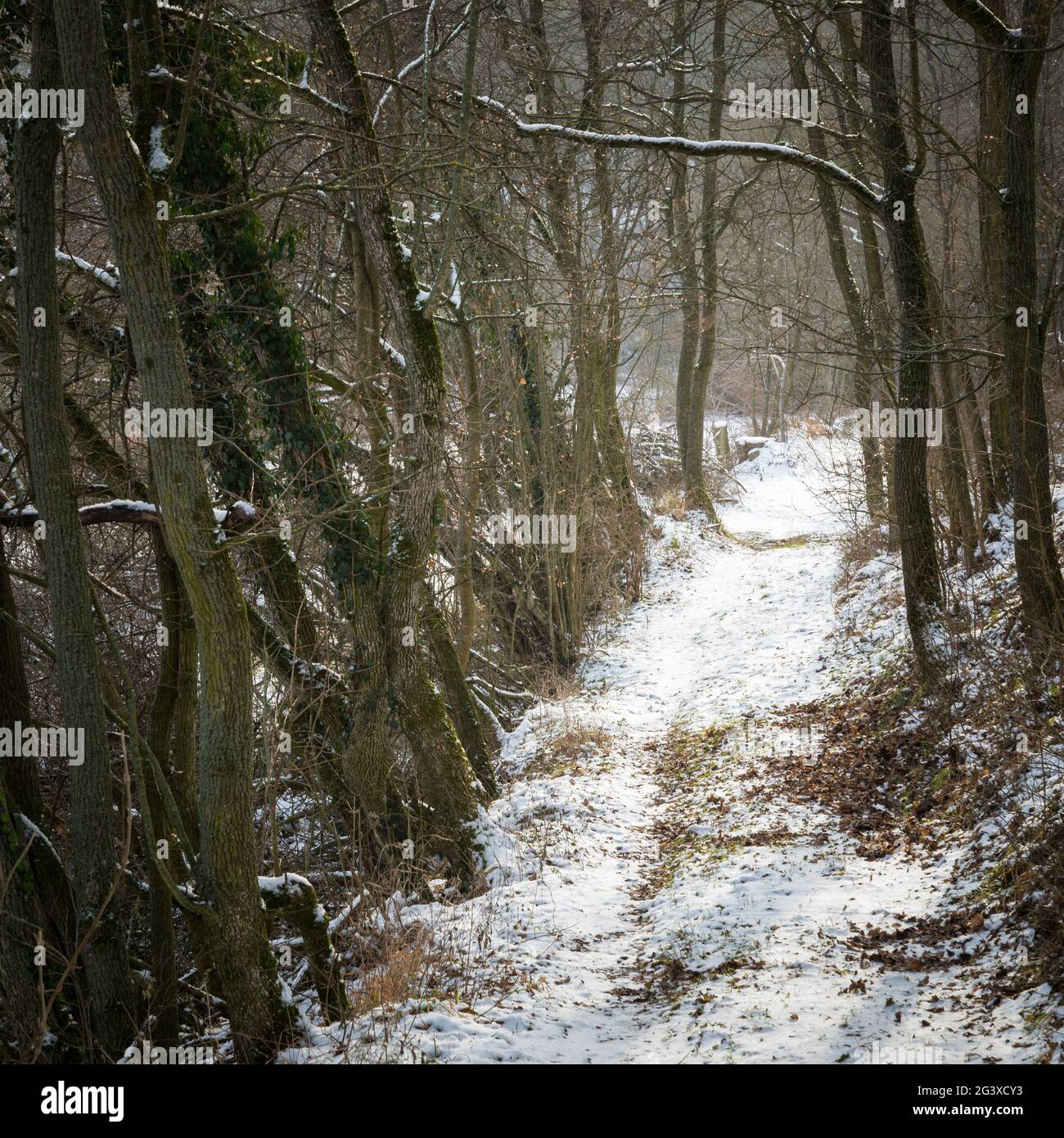 Piccolo sentiero in una foresta invernale in Burgenland Foto Stock