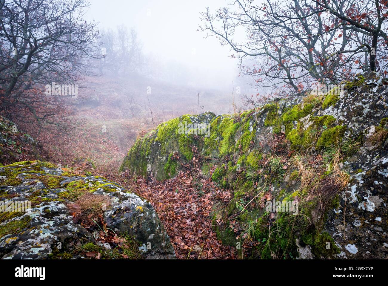 Rocce con muschio in una foresta di querce in Burgenland Foto Stock