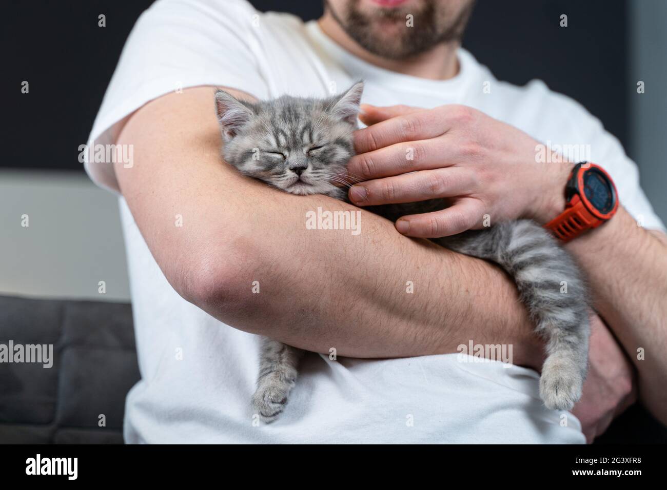 Il gattino grigio scozzese ad orecchie dritte dorme nelle braccia del proprietario di casa. Purosangue carino gatto britannico cade addormentato in mani Foto Stock