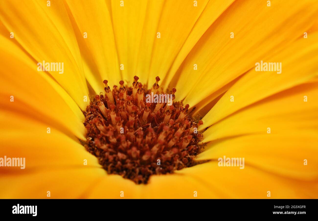 Macro shot di gerbera Foto Stock