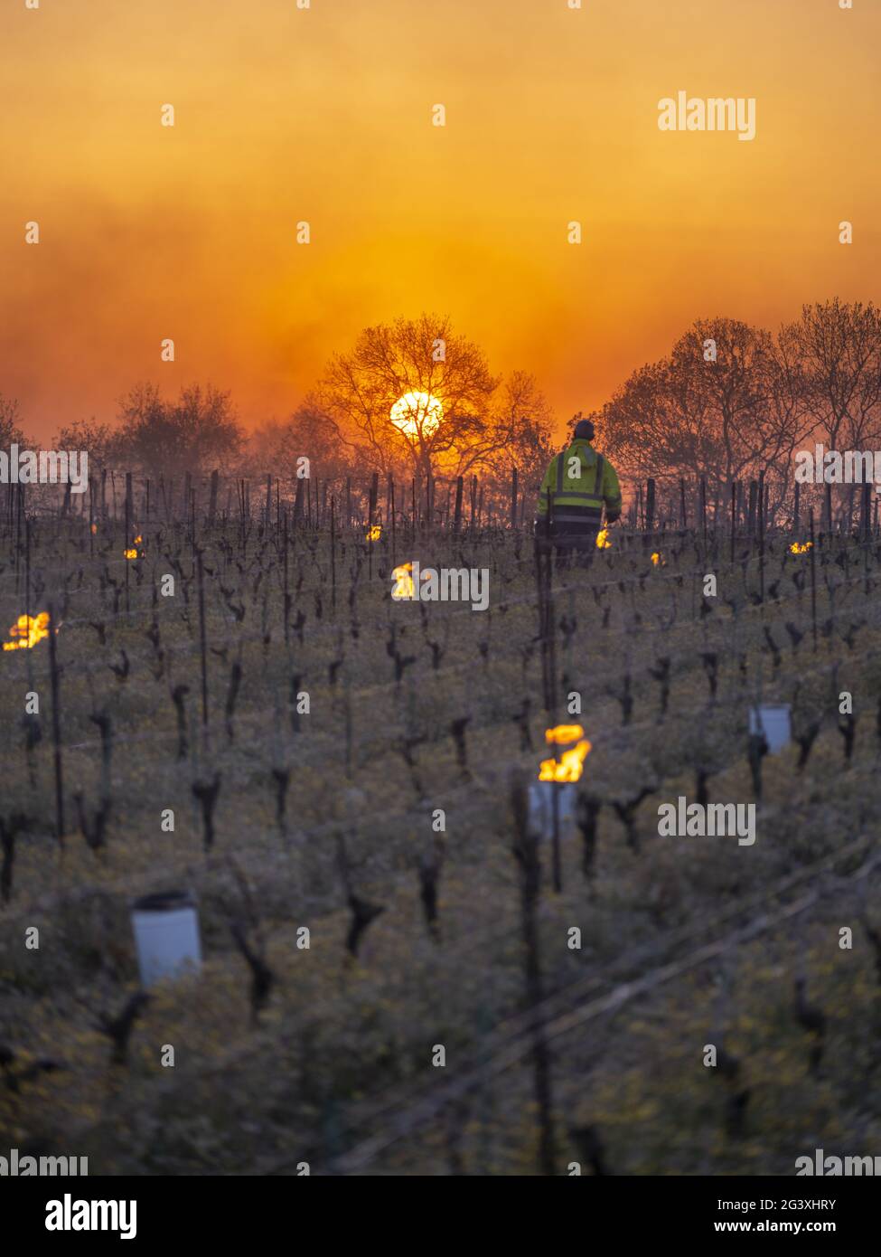 Monnieres (Francia nord-occidentale): Candele illuminate tra le file di viti per salvare le colture dal soccombere alle gelate primaverili. Atmosfera nell'orecchio Foto Stock