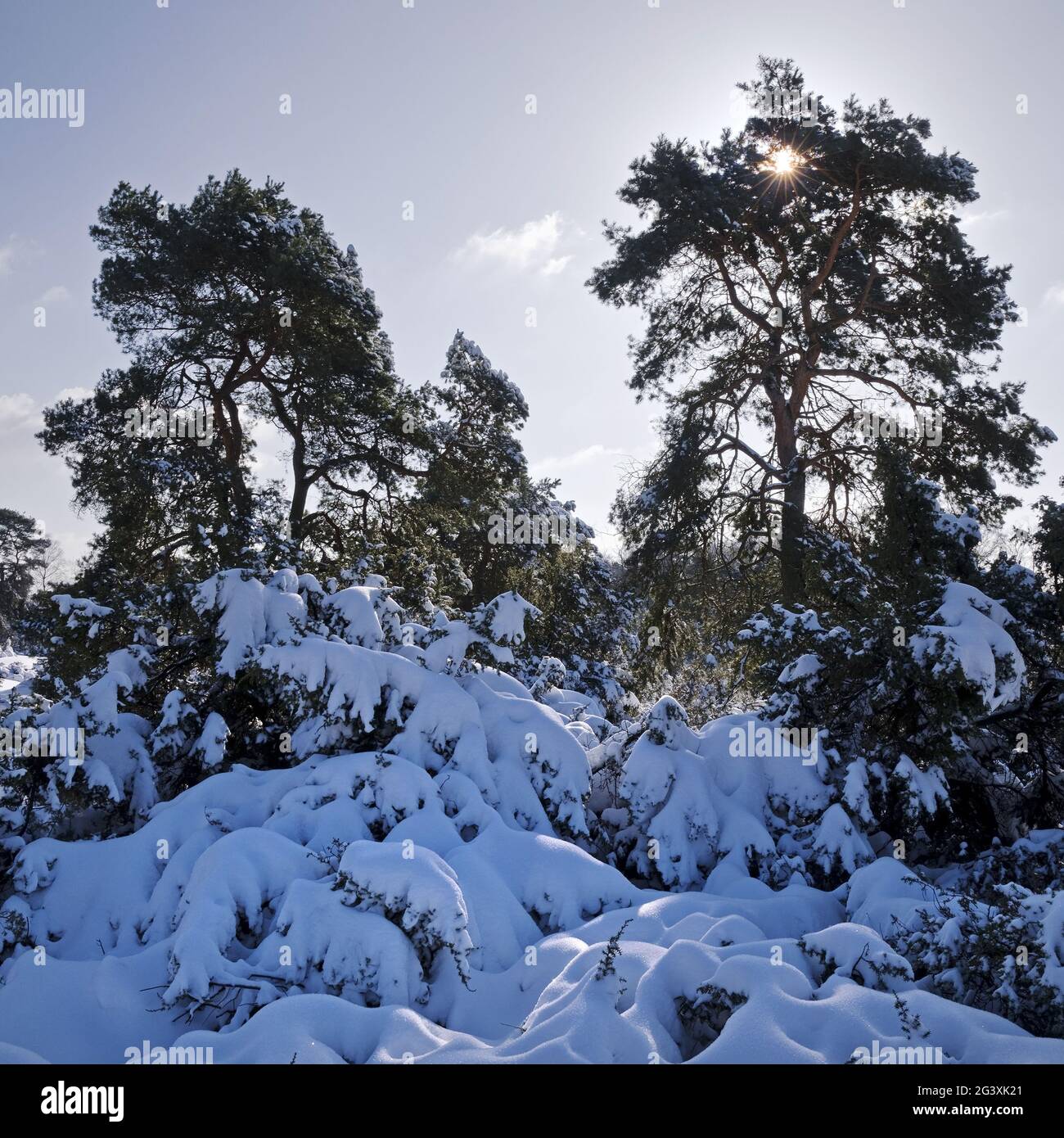 Riserva naturale di Westruper Heide in inverno, Haltern am See, zona della Ruhr, Renania Settentrionale-Vestfalia, Germania Foto Stock
