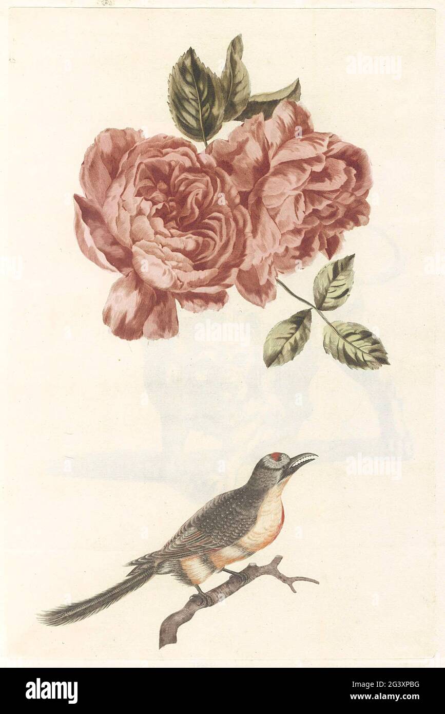 Due rose e un uccello con becco dentellato. Questa stampa fa parte di un album. Foto Stock