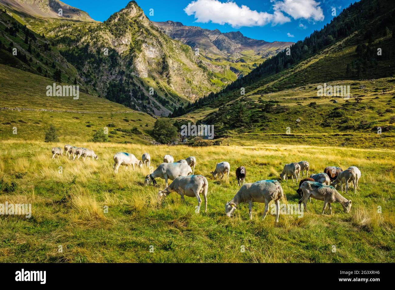 Dipartimento Hautes Pyrenees (Pirenei superiori, Francia sud-occidentale): La Valle Moudang, appartenente alla rete di protezione della natura aree 'Nat Foto Stock