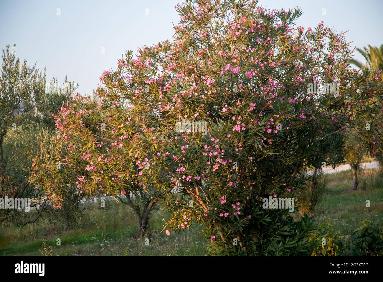 Splendidi alberi rosa fioriti in Grecia in Halkidiki. Fiori bianchi e rosa su cespugli di piante a Sithonia. Foto Stock