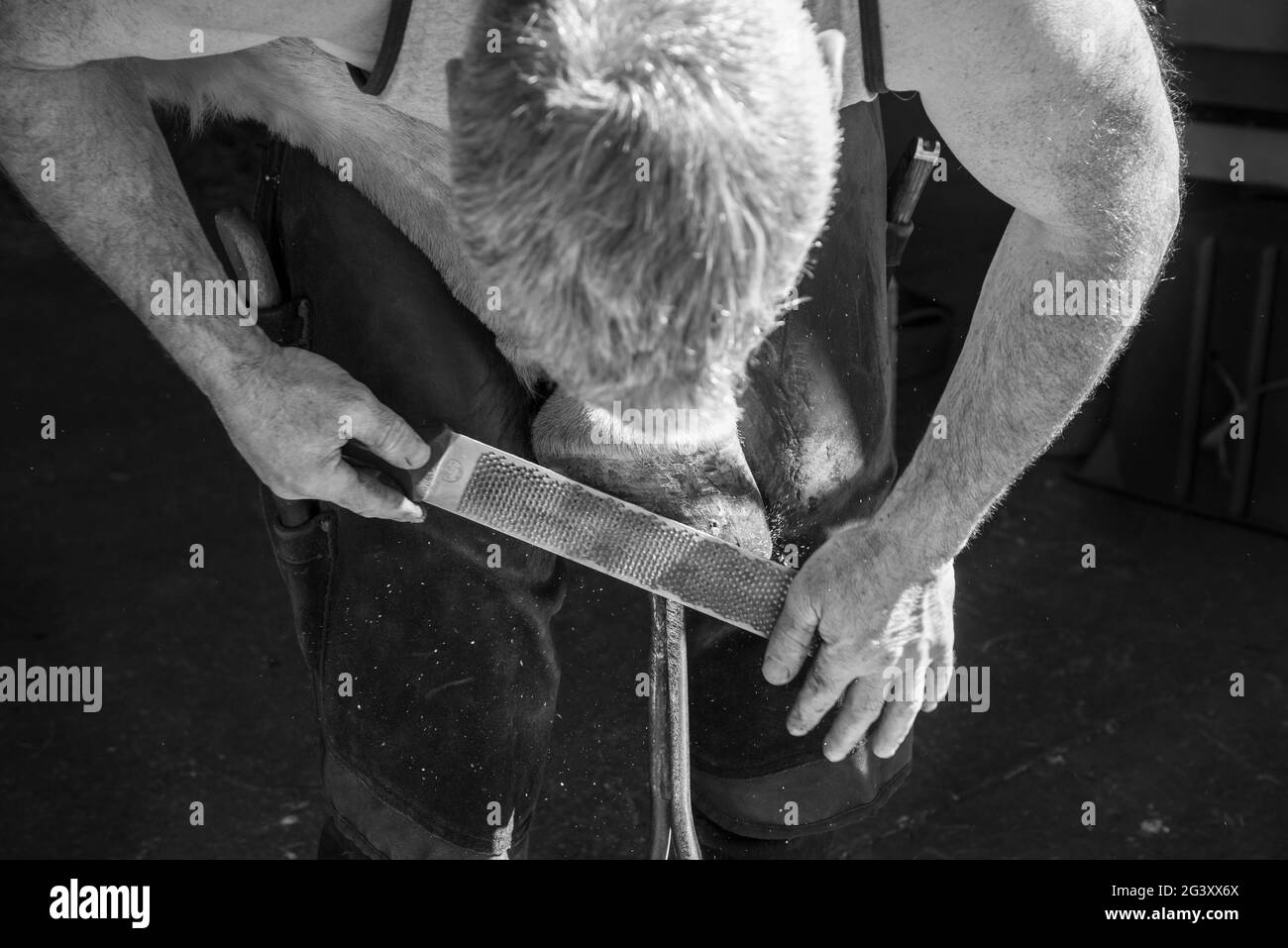 Farrier che lavora sulla racchina calda di un cavallo nel Regno Unito. Limatura del tubo flessibile dopo il montaggio del nuovo pattino. Foto Stock