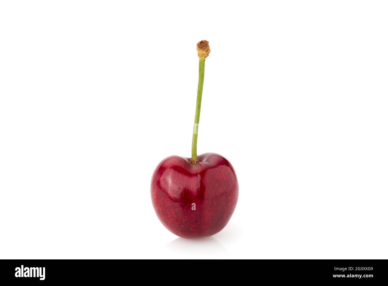 Ciliegio isolato su bianco, frutto tipico di Vignola, Modena, Italia. Spazio di copia Foto Stock