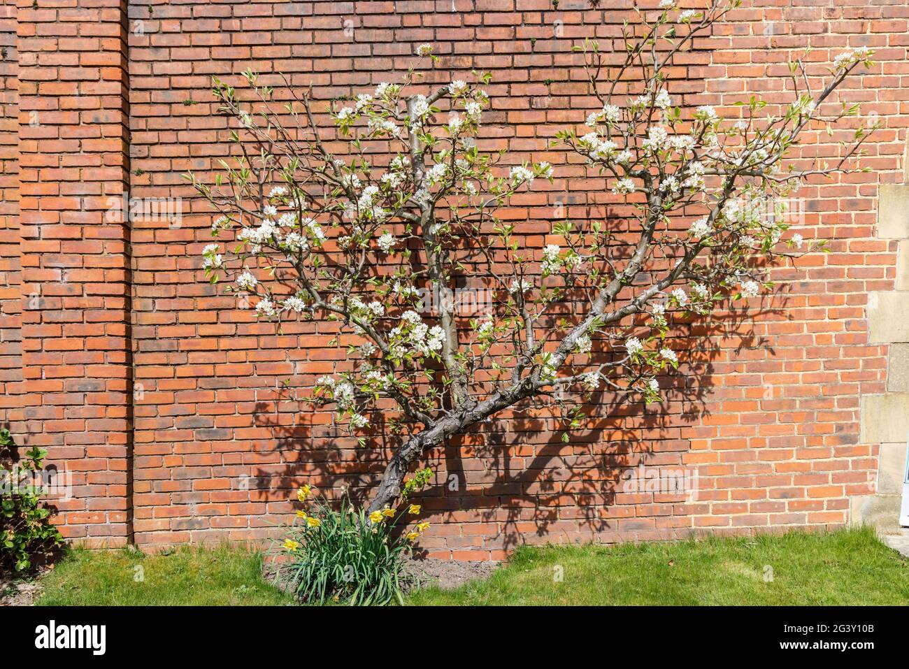 Albero di frutta fiorito Espaliered che cresce contro muro di mattoni rossi. Foto Stock