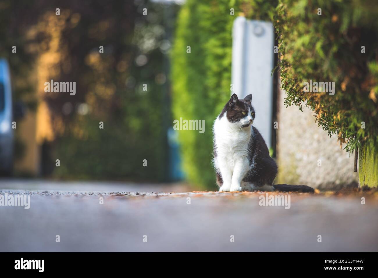 Cute gatto è seduto sulla strada, sfocato sfondo colorato Foto Stock