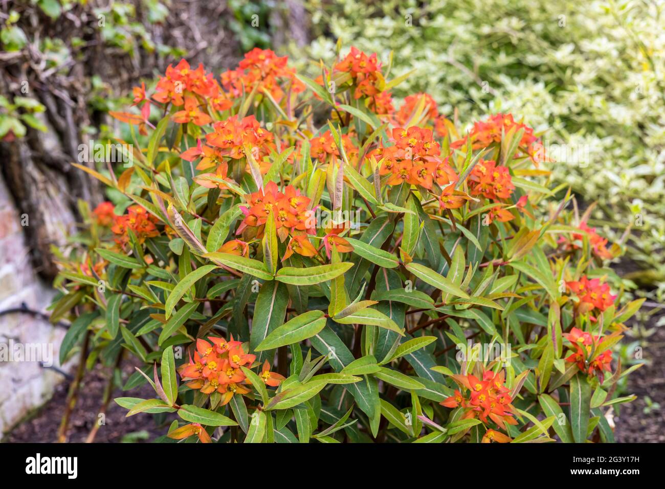 Euphorbia fioritura di arancia anche comunemente noto come splurge, pianta perenne in un giardino. Foto Stock