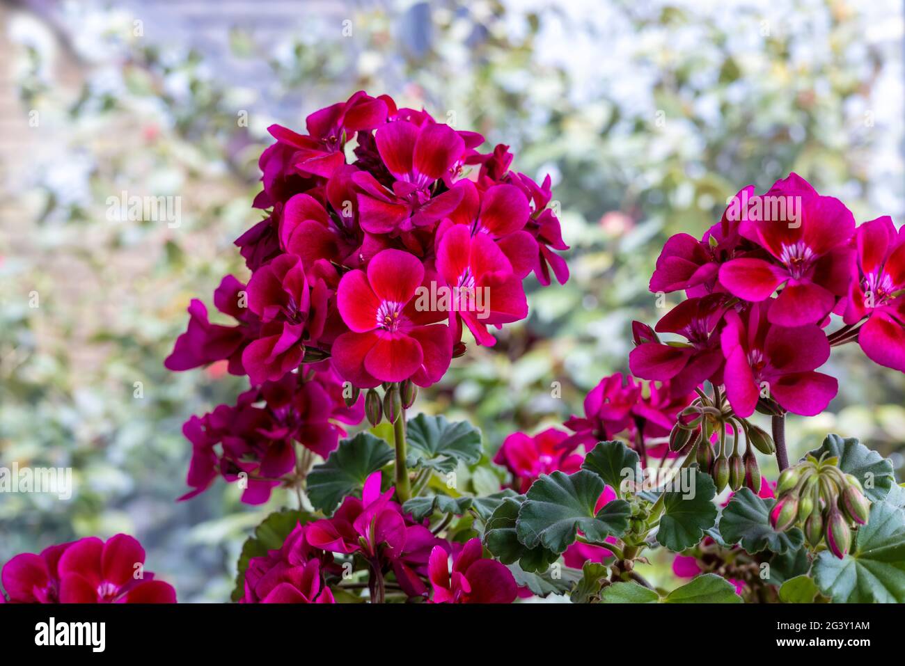 Grappoli arrotondati di pelargonio rosa profondo, comunemente noto come geranio, fiori da vicino. Foto Stock