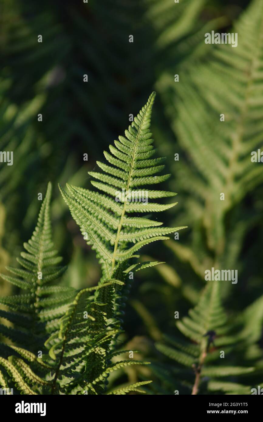 Singolo ritratto di foglie di Fern Foto Stock