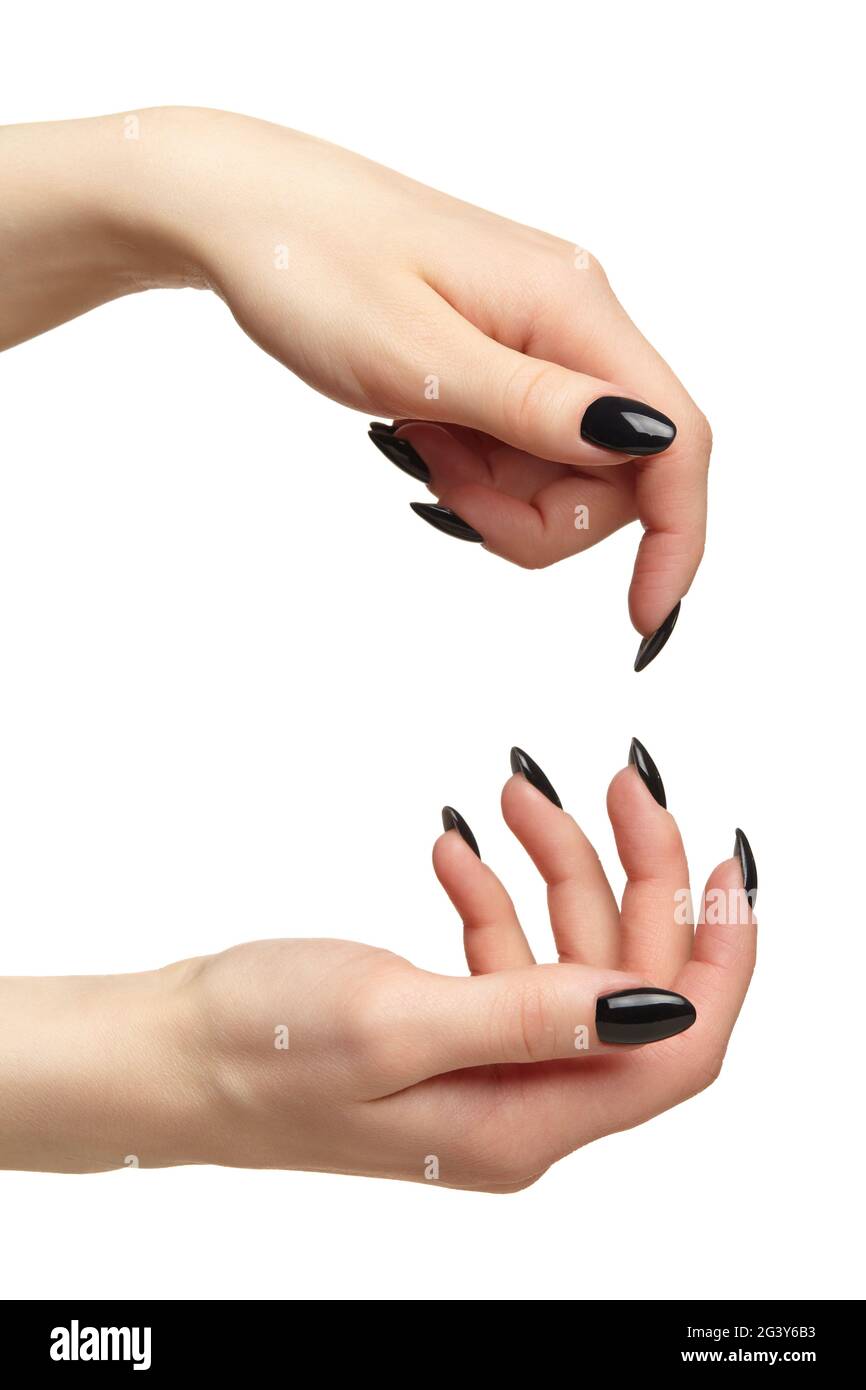 Mani femminili con unghie nere manicure isolato su sfondo bianco. Foto Stock