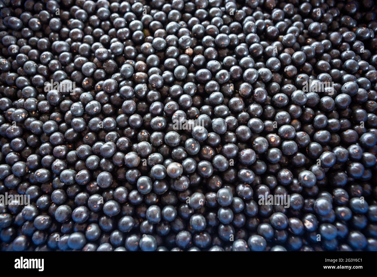 Primo piano di frutti freschi di acai nella foresta pluviale amazzonica, Brasile. Messa a fuoco selettiva. Cibo, ecologia, ambiente, vitamina, sano, biodiversità. Foto Stock