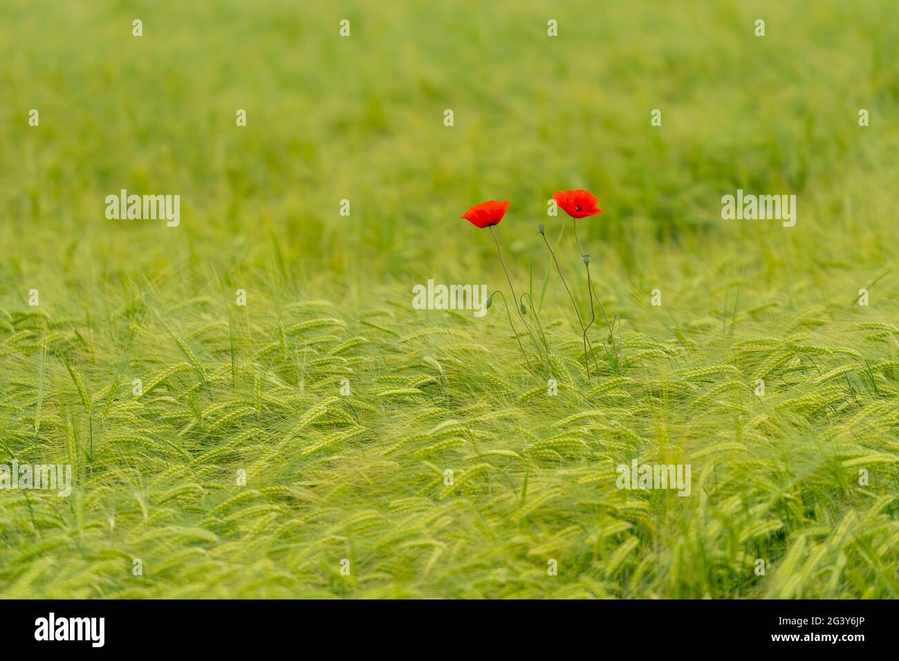 Papaveri nel campo del grano, Baviera, Germania, Europa Foto Stock