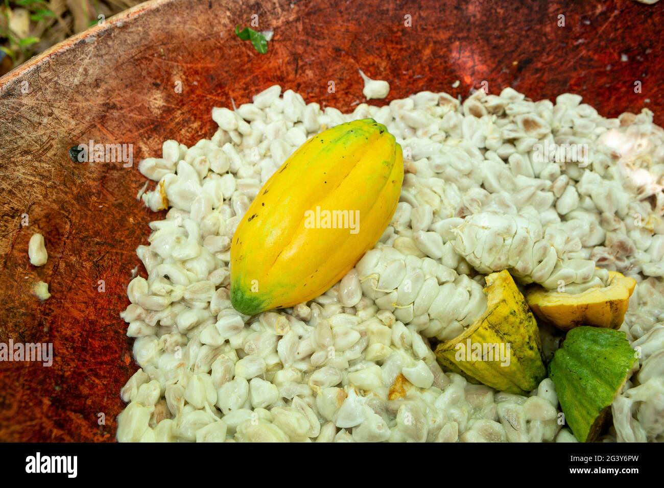 Primo piano di frutta fresca di cacao e fagioli di cacao nella fattoria della foresta amazzonica. Concetto di cibo, ecologia, ambiente, biodiversità, agricoltura, sano Foto Stock