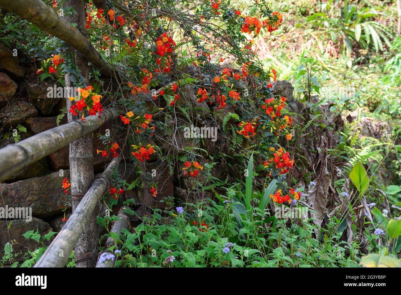 Strada lato bambù e recinzione in pietra con fiore arancione fiorito e felci. Foto Stock
