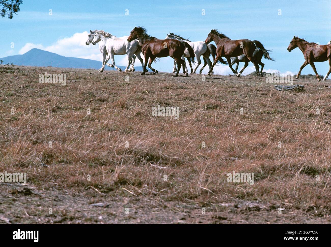 Australia. Victoria. Parco nazionale di Snowy River. Allevamento di cavalli selvaggi su cresta. Foto Stock