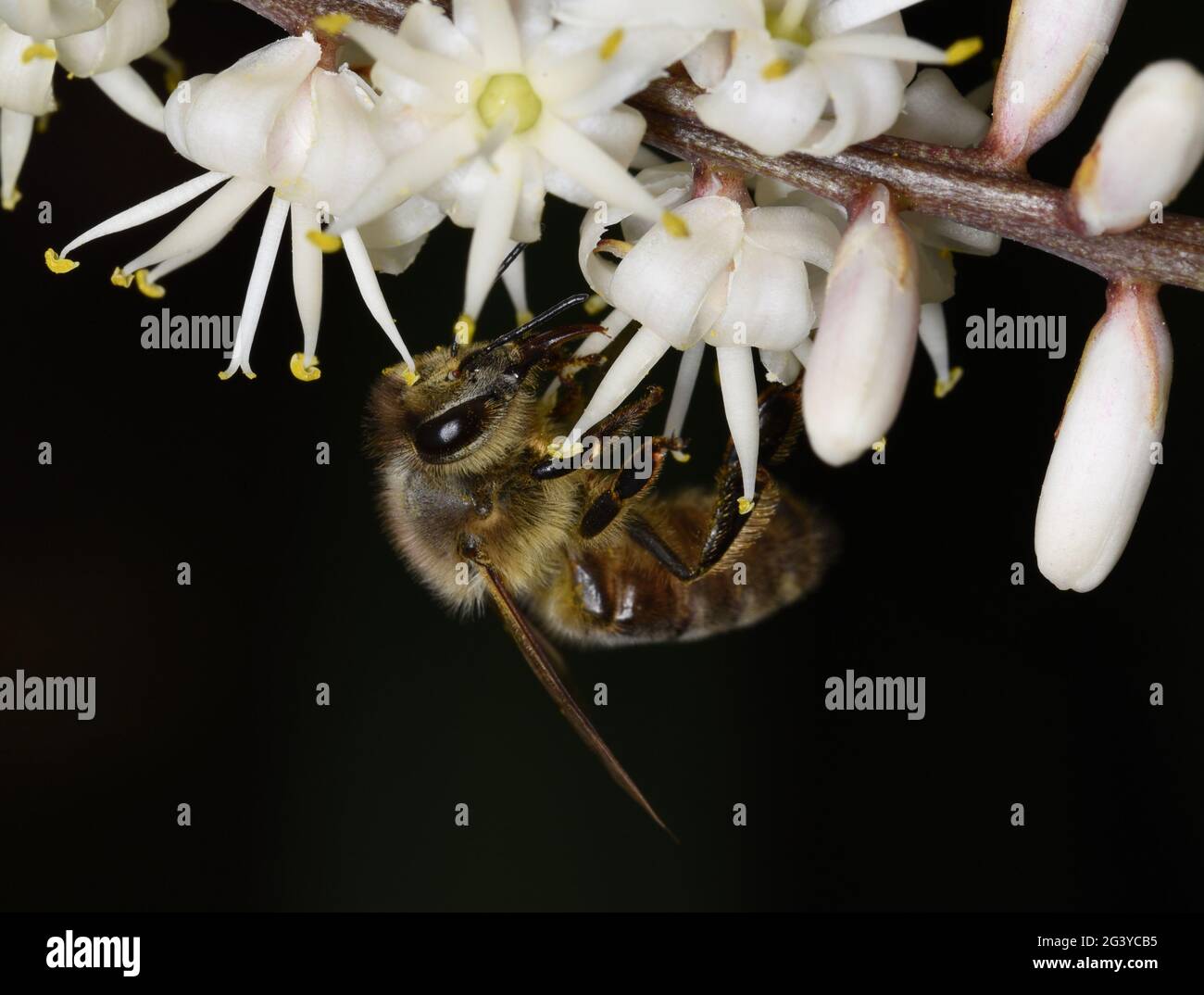 Beehaving! Foto Stock