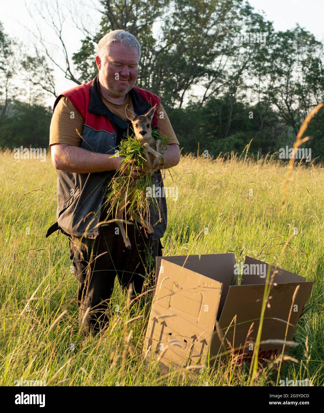 Magdeburgo, Germania. 17 Giugno 2021. Il contadino Andreas Pfanne tiene in mano un cucciolo. Insieme agli assistenti dell'associazione Wildtierretter Sachsen-Anhalt, esamina i suoi campi per i giovani animali prima di falciare l'erba per impedire loro di essere catturati nel rasaerba della sua macchina agricola. Gli animali vengono tracciati utilizzando un drone dotato di una termocamera. L'associazione Wildtierretter Sachsen-Anhalt e.V. afferma di aver già salvato 200 fawns dall'essere uccisi da macchinari agricoli quest'anno. Credit: Stefano Nosini/dpa-Zentralbild/ZB/dpa/Alamy Live News Foto Stock