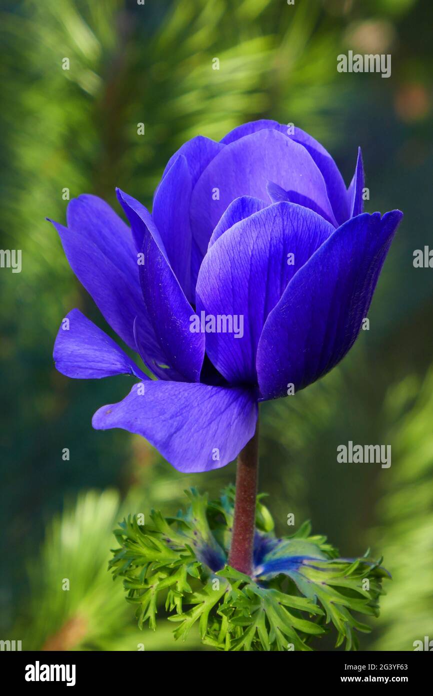 Corona anemone Foto Stock