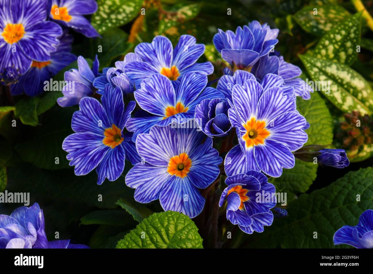 Primula, Zebra blu Foto Stock