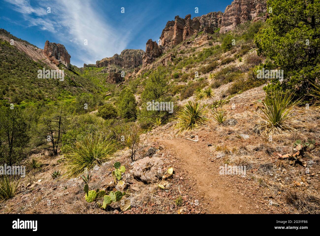 Pine Canyon, Chisos Mountains, Big Bend National Park, Texas, Stati Uniti Foto Stock