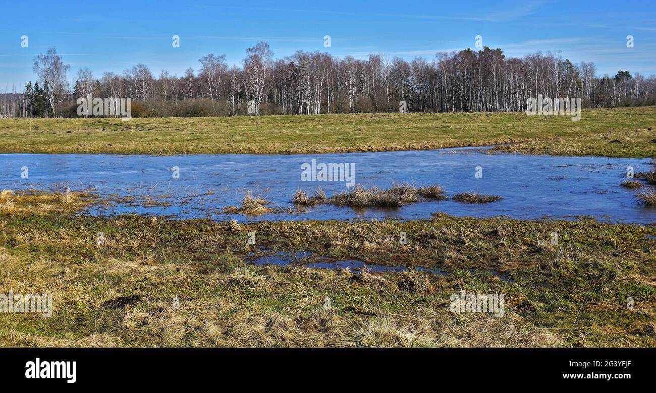 Moor nell'alta Svevia, vicino a Wilhelmsdorf, Germania meridionale, Foto Stock