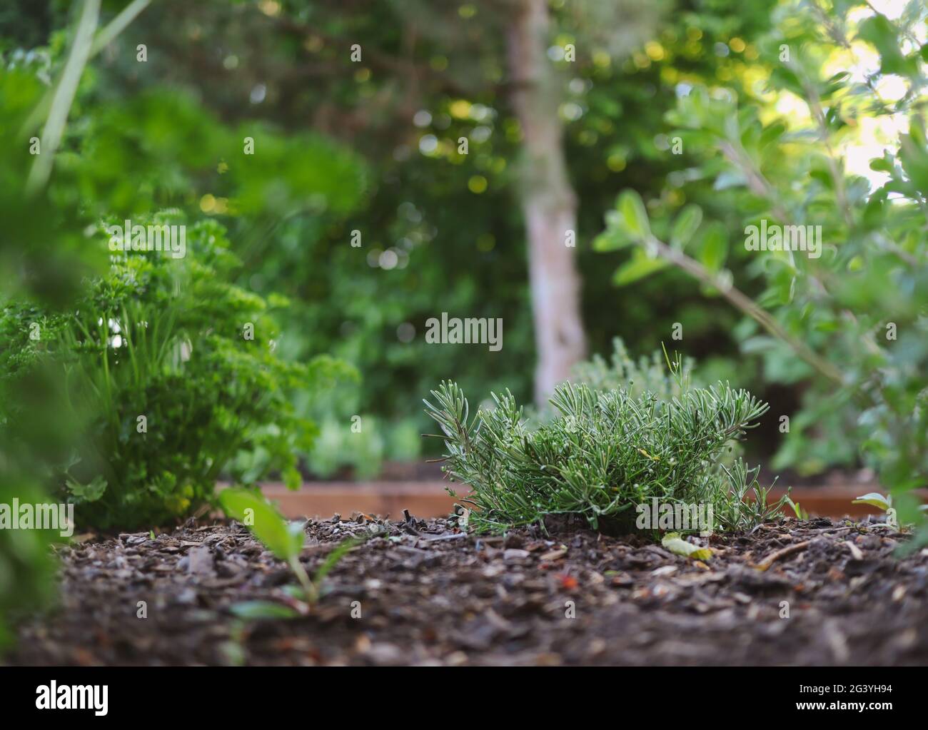 Pianta di rosmarino in crescita nel giardino. Erba verde profumata in terreno fertile. Foto Stock