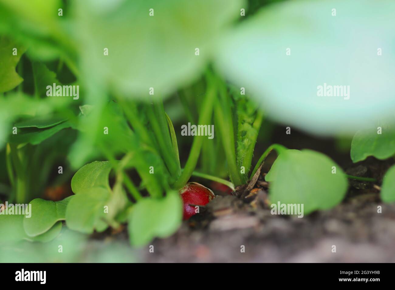 Roztoyy, Repubblica Ceca - 2 giugno 2021: Crescita di ravanelli rossi nel terreno dei giardini. La crescita di Raphanus Raphanistrum durante la primavera. Foto Stock