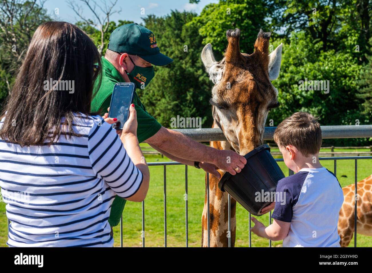 Cobh, Contea di Cork, Irlanda. 18 Giugno 2021. Il clima soleggiato ha portato molti visitatori al Fota Wildlife Park di Cork oggi. Le giraffe erano molto popolari tra i visitatori. Credit: AG Newds/Alamy Live News. Foto Stock