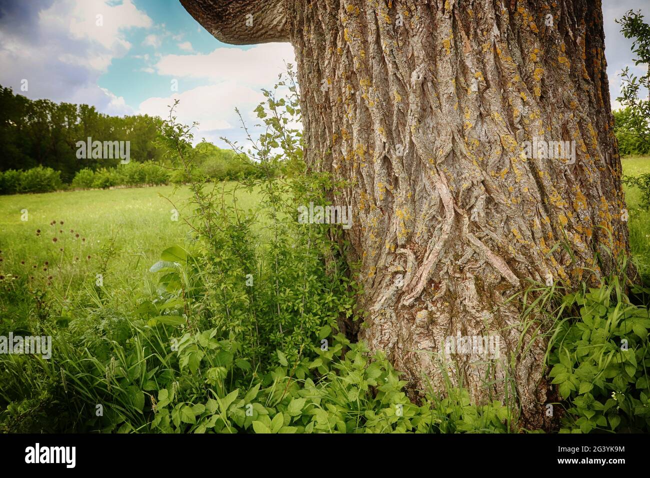 grande tronco grezzo di un vecchio albero in un paesaggio rurale verde Foto Stock