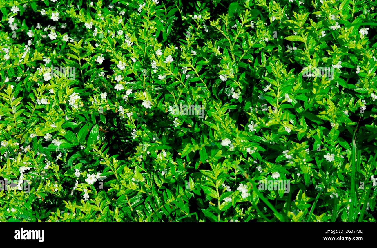 Indonesiano Griselinia foglie arbusto tropicale con foglie verdi, primo piano Foto Stock