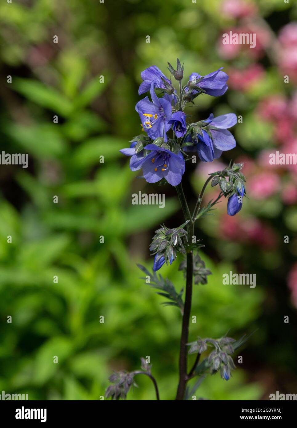 Polemonio Bressingham viola - Jacobs ladder Foto Stock