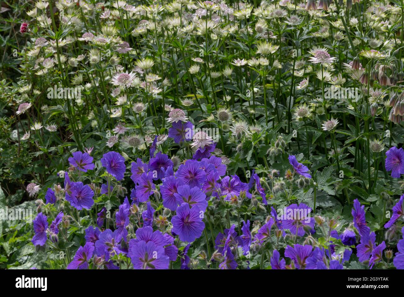 Astrantia bianca e gerani purpuri duri in un giardino nello Yorkshire, Inghilterra. Foto Stock