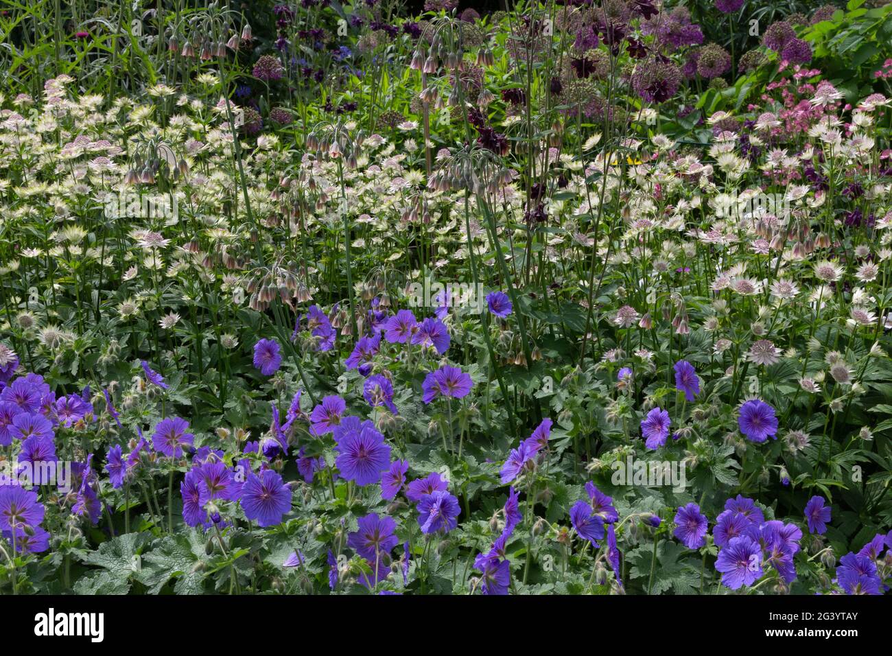 Astrantia bianca e gerani purpuri duri in un giardino nello Yorkshire, Inghilterra. Foto Stock