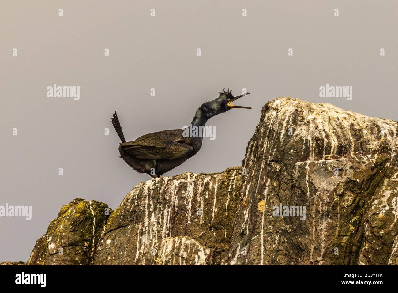 Lo shag europeo nel profilo mostra corteggiamento mostra su affioramento roccioso sulle isole Farne northumbria uk Foto Stock