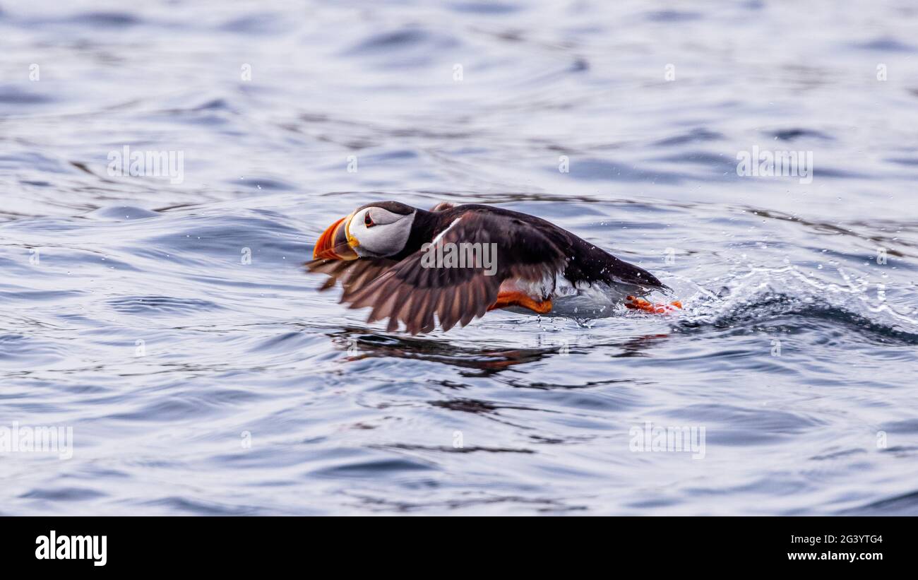 carino puffin volo decollo dalla superficie del mare sulle isole farne viaggio in barca northumbria uk Foto Stock