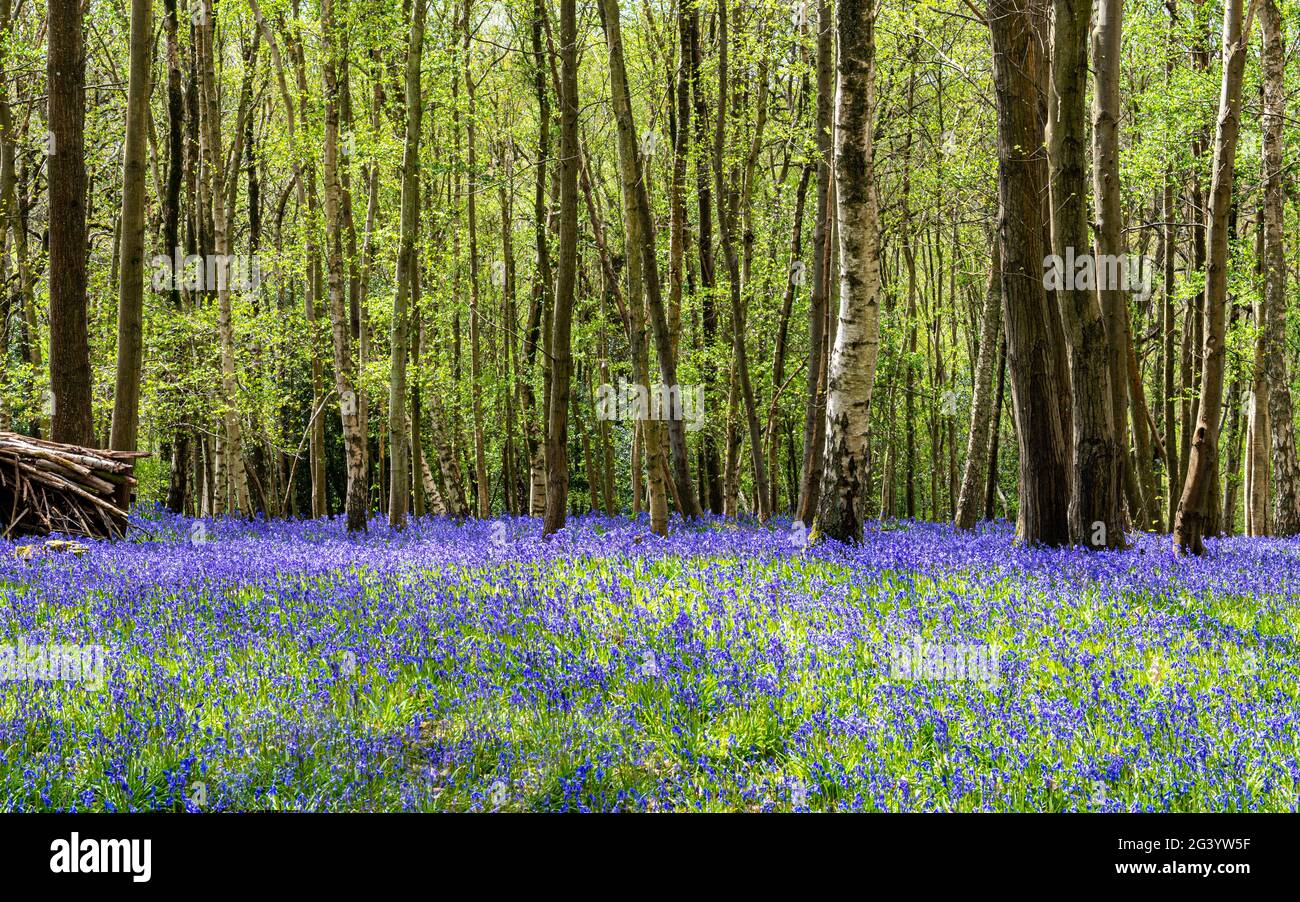 English Bluebell woodland Foto Stock