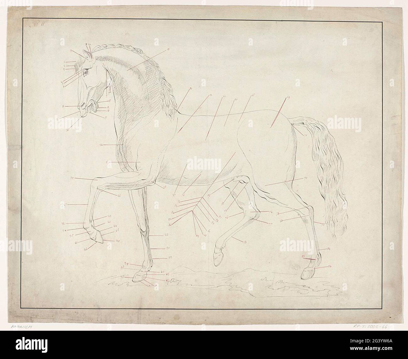 Studio anatomico di un cavallo in profilo a sinistra. . Foto Stock