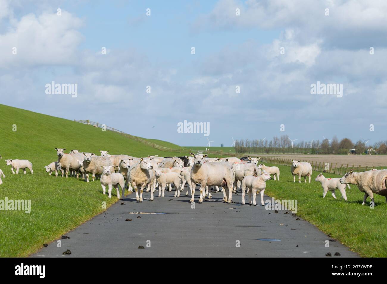 Un gregge di pecore su un sentiero escursionistico Foto Stock